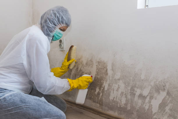 Best Fast Mold Removal  in Nd Point, WI