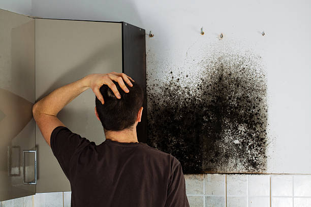 Professional Mold Removal in Wind Point, WI