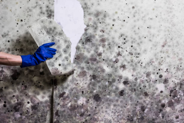 Best Crawl Space Mold Removal  in Nd Point, WI