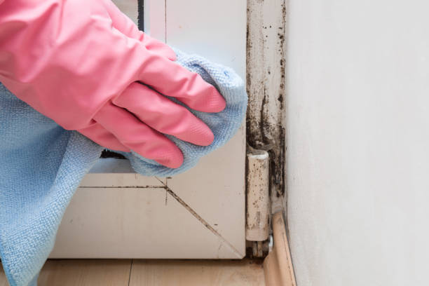 Best Local Mold Removal Service  in Nd Point, WI